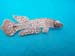 Killifish brooch