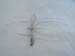 silver crane fly brooch